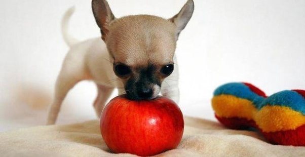 What human food can chihuahuas eat? Quora