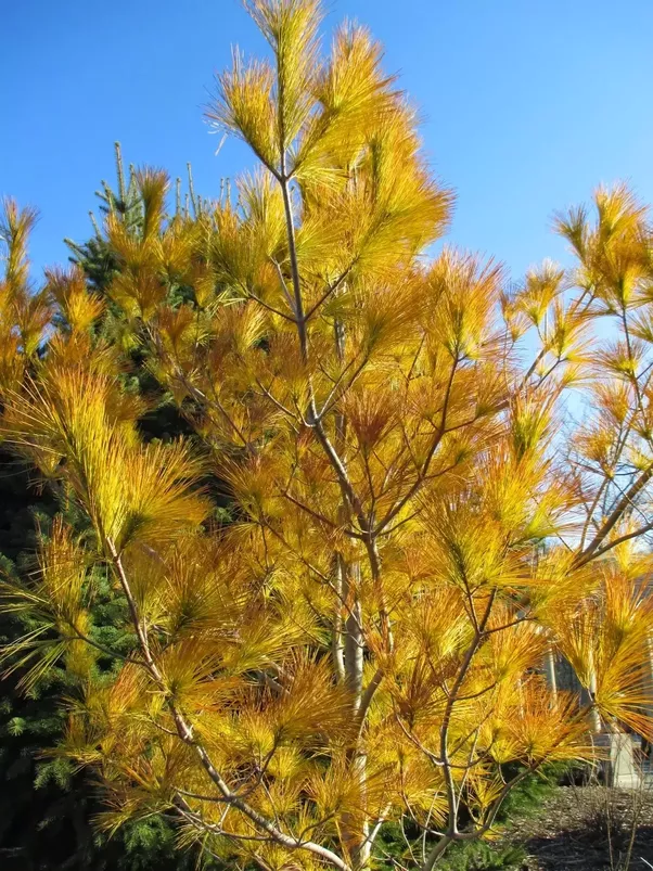 What are some examples of coniferous trees? Quora