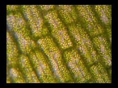 Gambar Hydrilla Verticillata - Tumbuh Tumbuhan