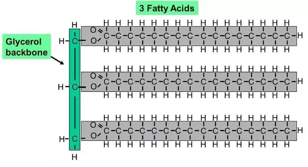 How do triglycerides and phospholipids differ from each other? Quora