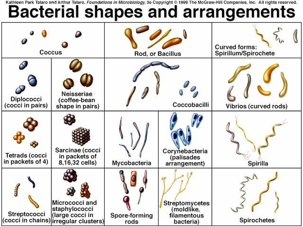 What are the various shapes of bacteria? Quora