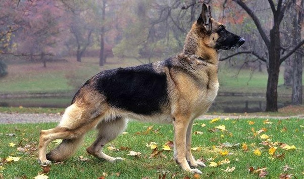 Why do German Shepherds’ back legs look weird? Quora