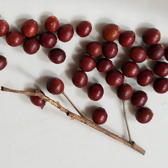 What is a fruit that starts with 'H'? Quora