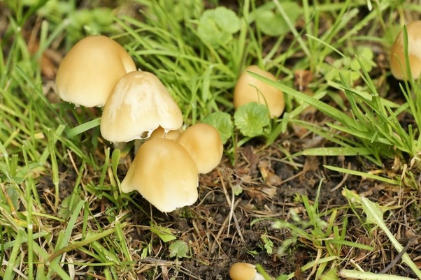 How to prevent mushrooms from growing on my lawn Quora