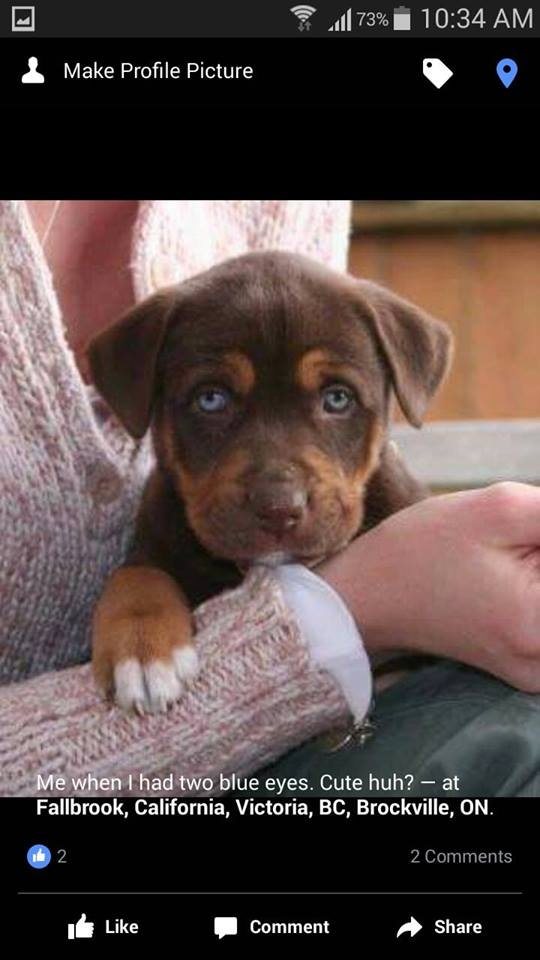 Do dogs with Merle blue eyes get lighter after 6 weeks or will it stay