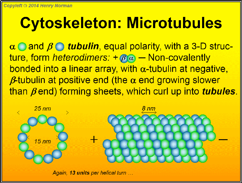 Bagaimana mikrotubulus berbeda dengan mikrofilamen dan filamen menengah? -  Quora