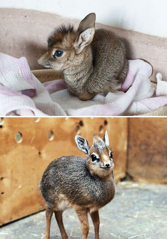 Cutest Wild Animals Pictures, Images and Stock Photos
