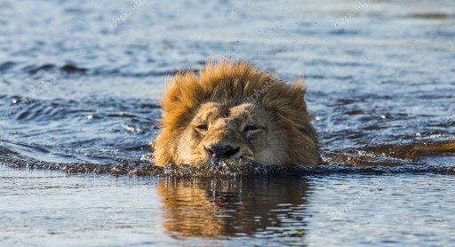 Do lions and tigers hate water like cats? Quora