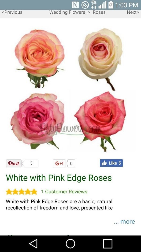 What does pink tipped white roses mean? Quora