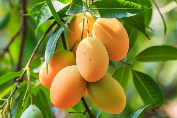 What is the scientific name of mango? Quora