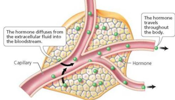 What are glands? Quora