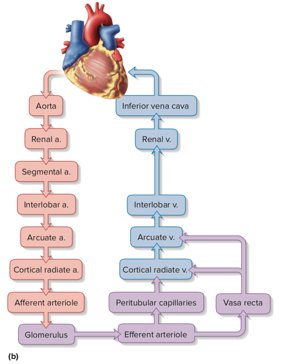 Kidney Blood Flow Pathway