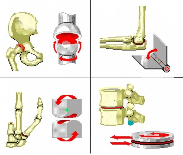 How many saddle joints are there in the human body? Quora