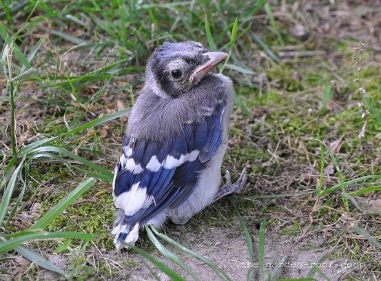 Do nonpet birds die when humans touch them? Quora