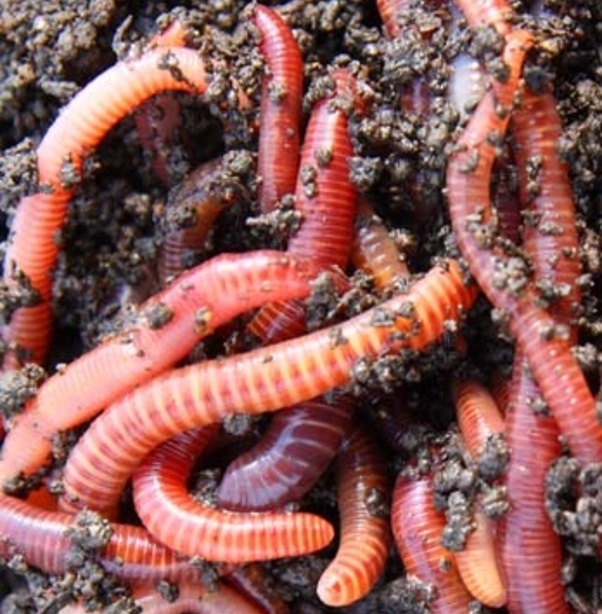 What is a collective noun for a group of worms called? Quora