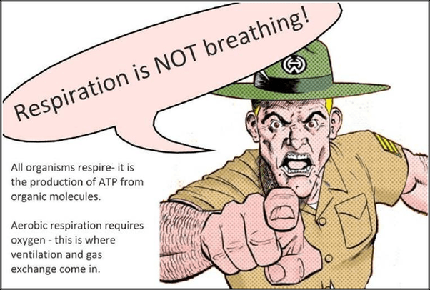 What is plant respiration? Quora