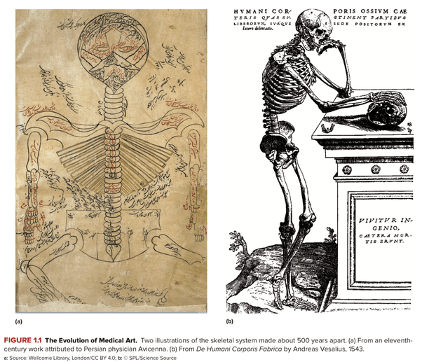Who is called as father of anatomy? Quora