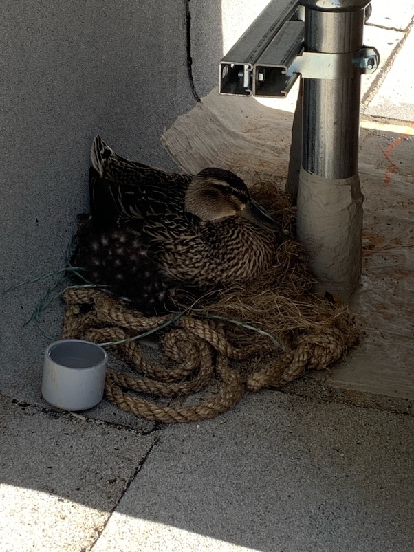 What kind of nest do ducks build? Quora