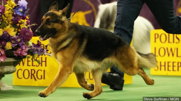 +20 Showline Vs Working Line Gsd Ideas