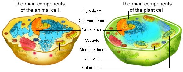 We did not find results for: What Features Do Plant Cells And Animal Cells Have In Common Quora