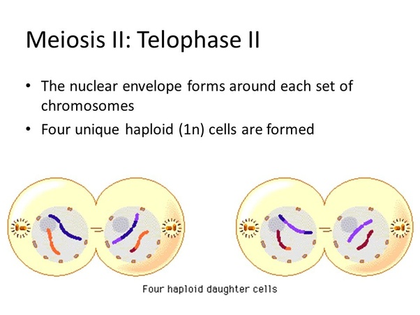 Why do cells haploids in telophase II? Quora