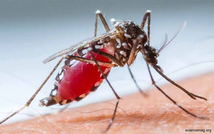 Mengapa nyamuk diciptakan? - Quora