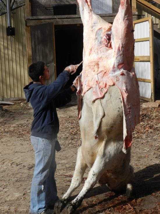 What was the cruelest thing you saw someone do to an animal? Quora