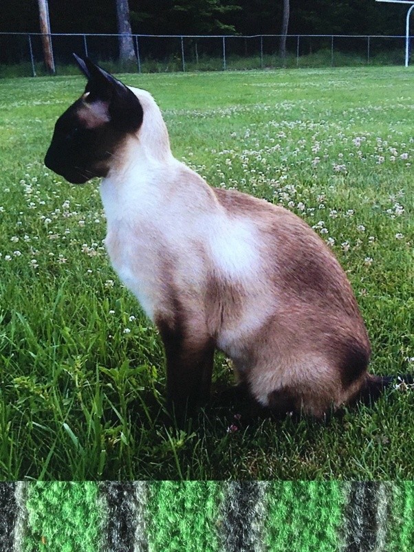 Why do Siamese Cats get darker with age? Quora