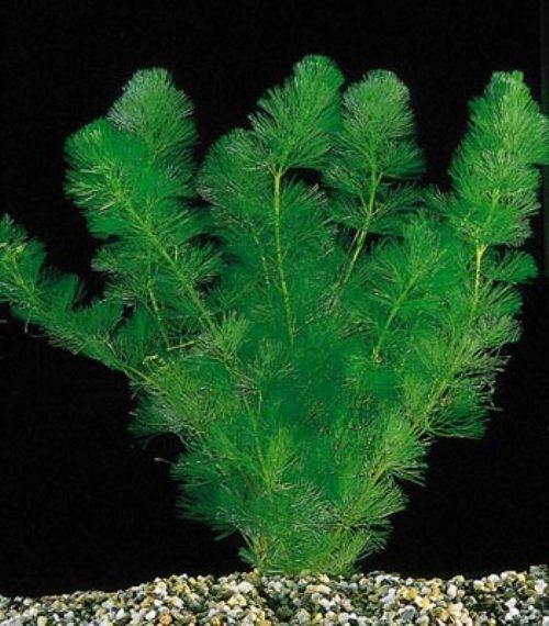 Why do aquatic plants have broad waxy leaves? Quora