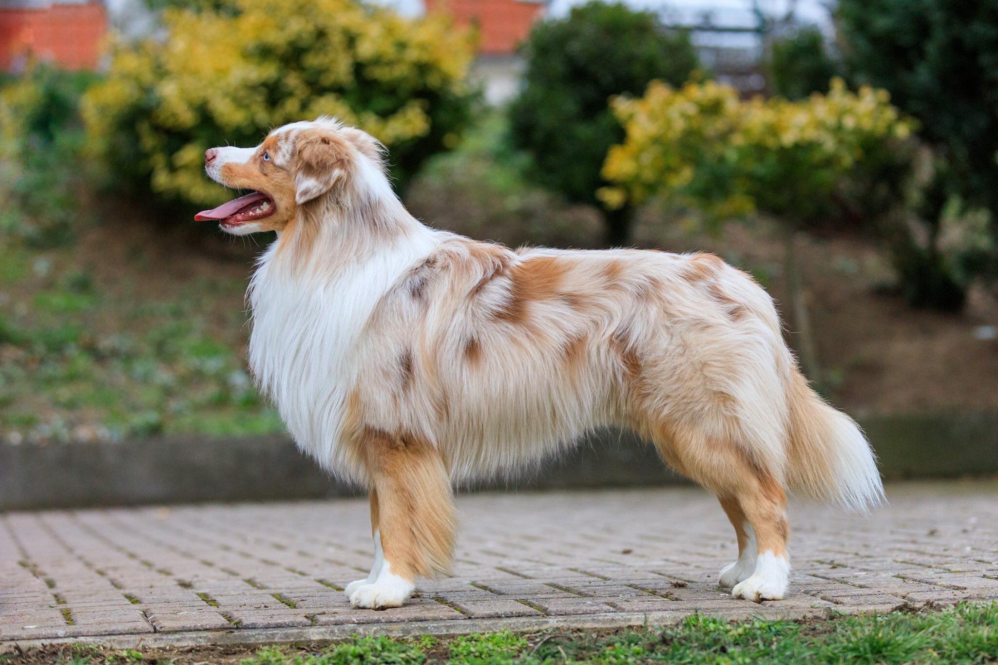 What Does A Full-Grown Miniature Australian Shepherd Look Like? - Quora
