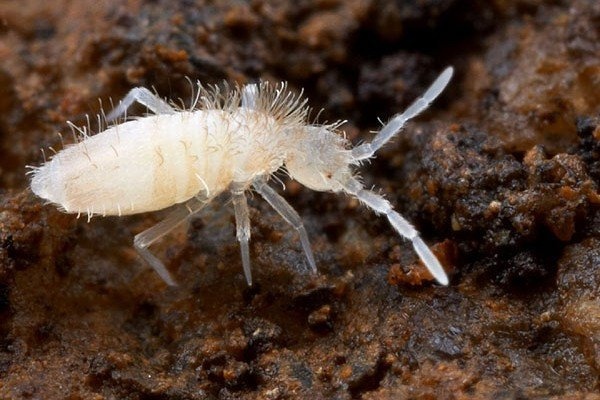 What bug is white, has six legs, is extremely small, and jumps very far