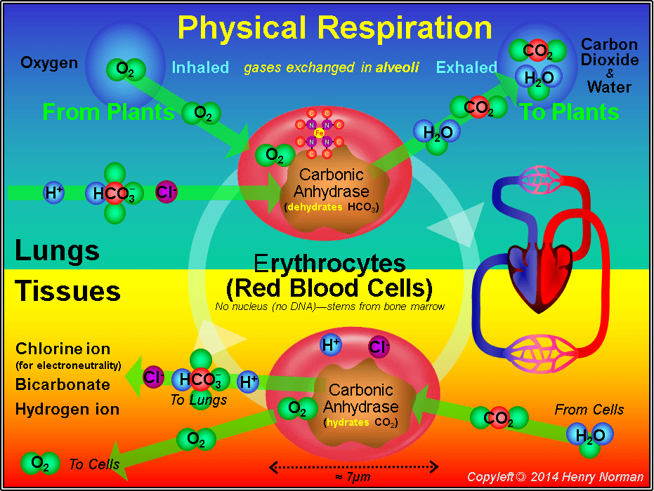 Transport of Carbon Dioxide in the Blood