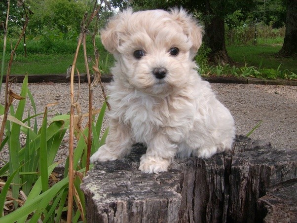 What does a fullgrown teacup Maltipoo look like? Quora