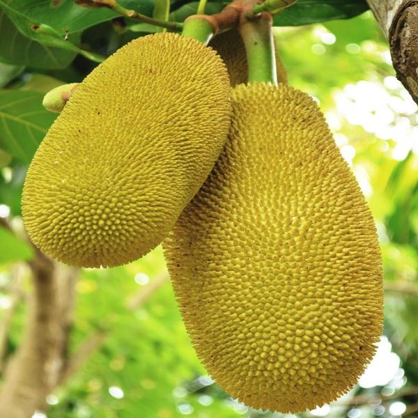 What is the national fruit of Sri Lanka? Quora