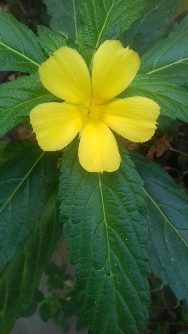 What is a trimerous, tetramerous, and a pentamerous flower? Quora