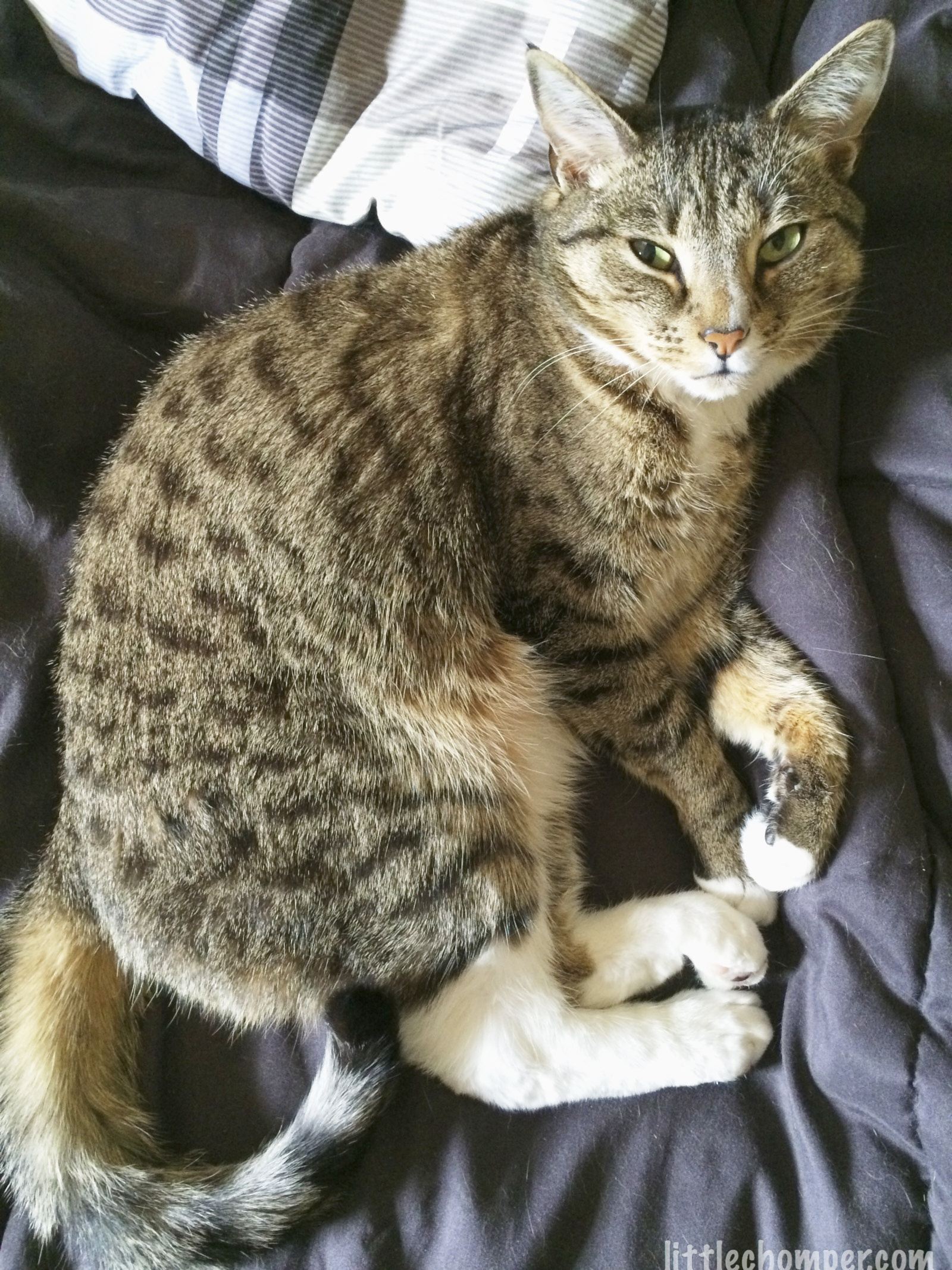 Apa makanan kucing yang baik? Berapa kali sehari saya harus memberi makan  kucing? - Quora