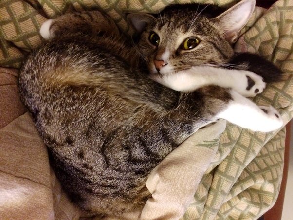 Do cats know that they are cute? Quora