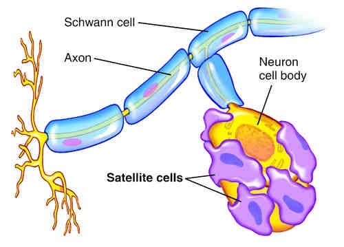 What is the difference between satellite cells and Schwann cells, in