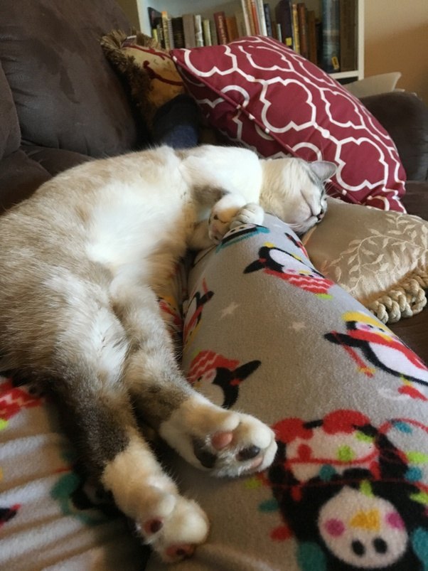 My puppy is almost two months old. I found a kitten on the street and now it's really ...