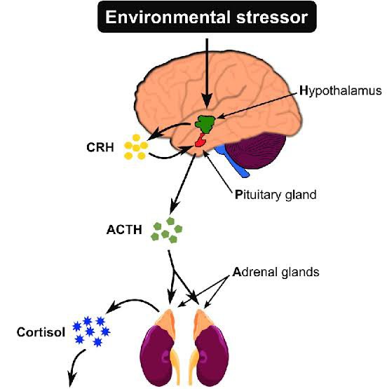 Hormon tropik apa yang merangsang kortisol dari kelenjar adrenal? - Quora