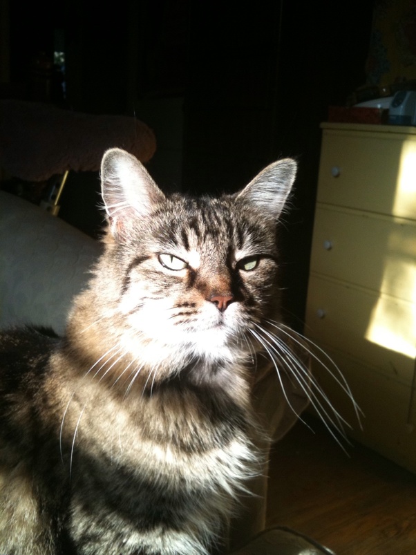 Why does my cat jump up and bite and scratch me when he's playing? How