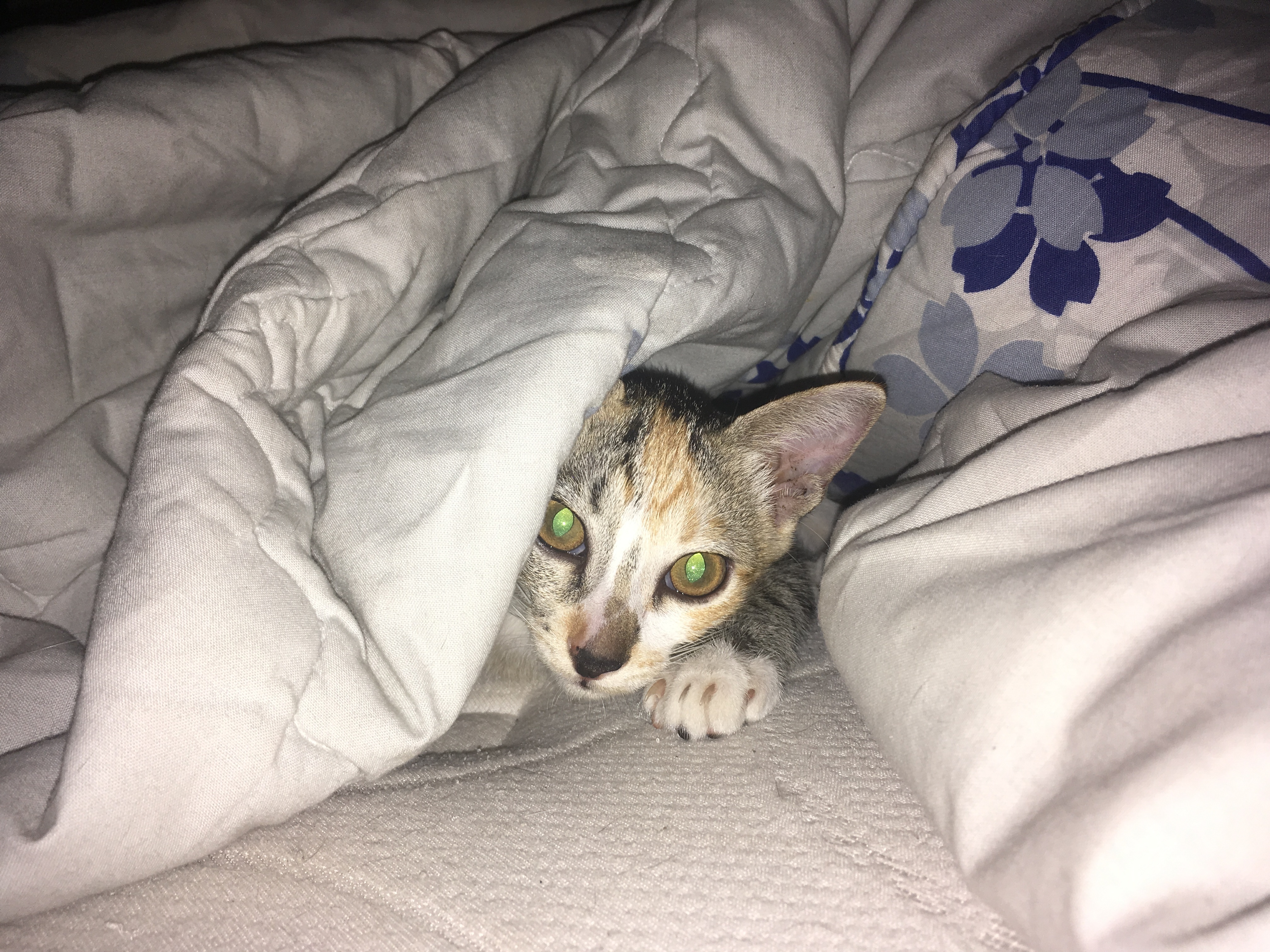 Kamu lebih suka memelihara kucing atau anjing? Apa sebabnya? - Quora