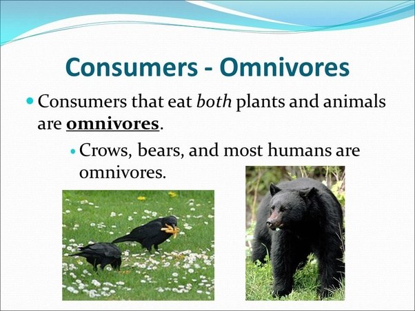 What are some examples of consumers that eat plants and