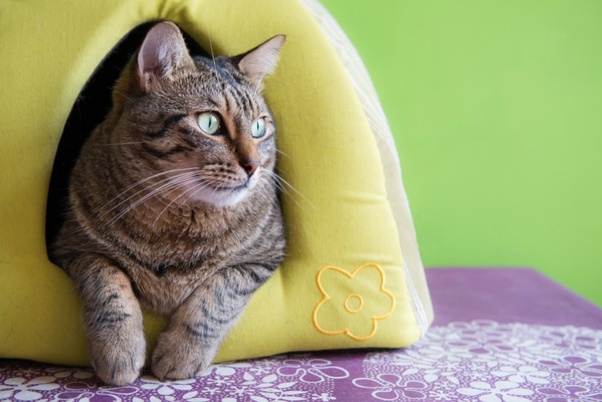 What are some fun facts about animals? Quora