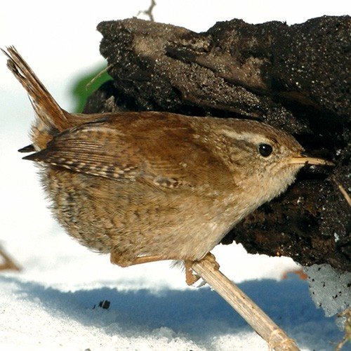 What types of birds start with the letter 'w'? Quora