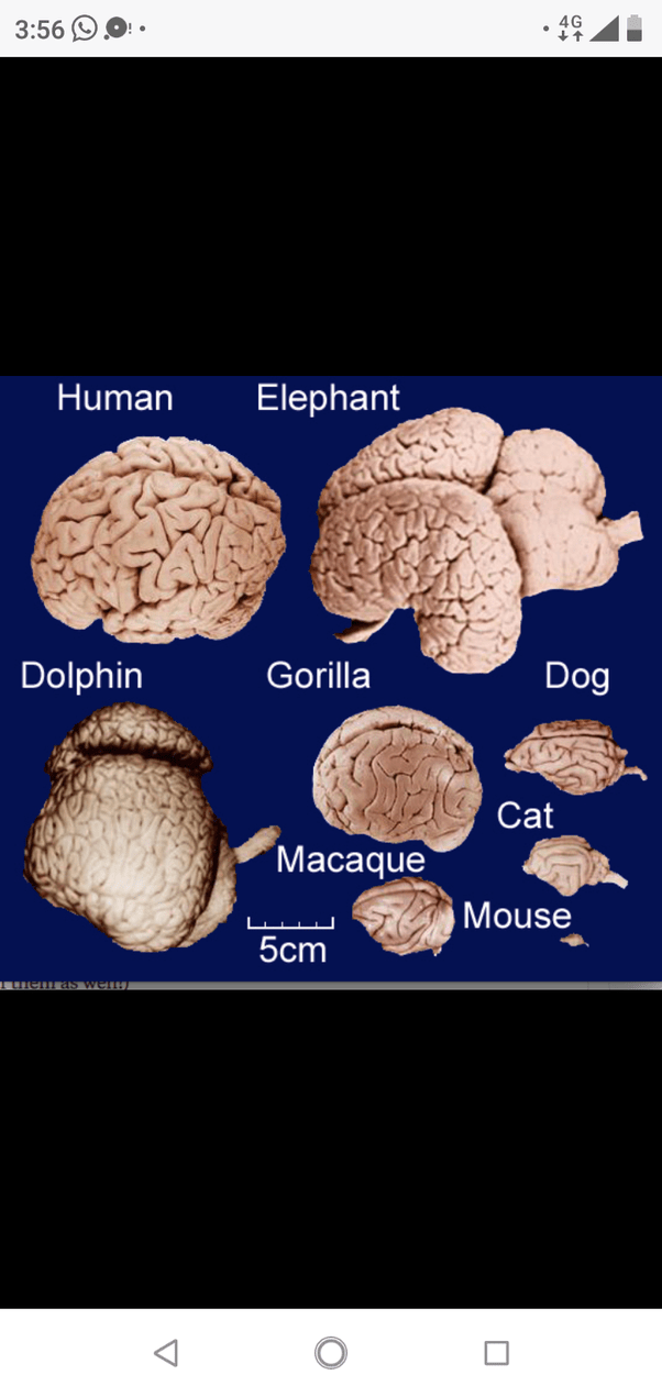 Can thinking too much cause brain cancer? Quora