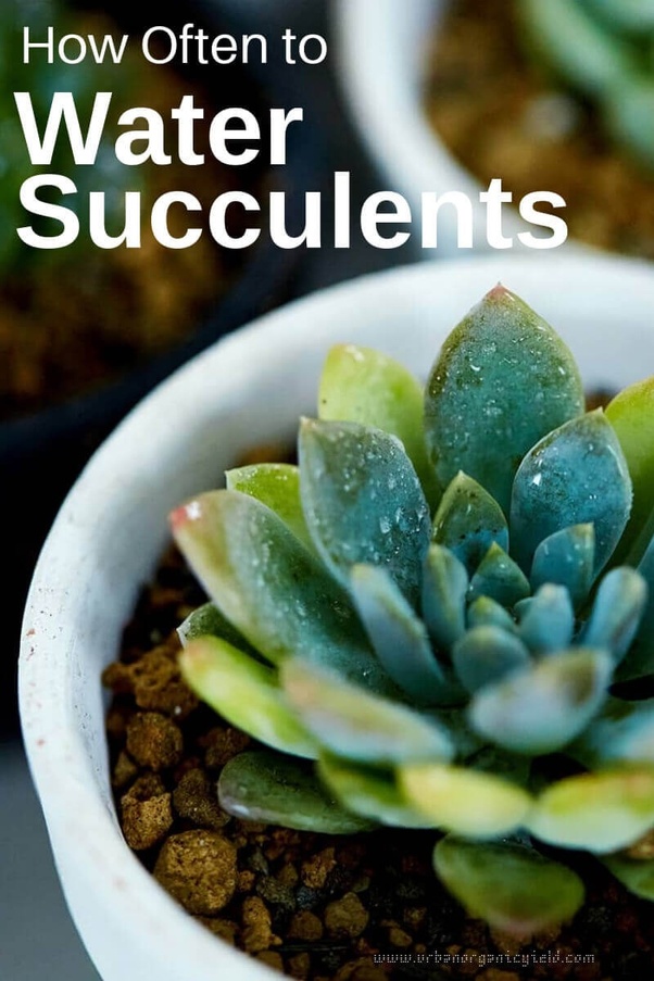 How often should you water succulents? Quora
