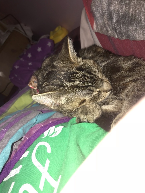 My cat, who loves me very much, likes to bump my nose with hers, and
