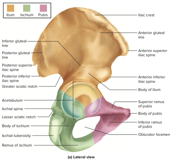 Are Iliac and Ilium the same? Quora