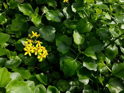 What are examples of climbing plants? Quora